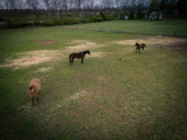 Three horses on a pasture in rural Kentucky