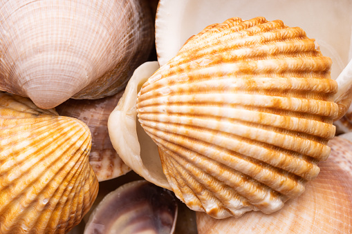 Sea shell background. Beautiful sea shells close up.