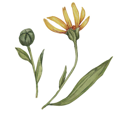 Flower and green bud of arnica montana. Parts of the mountain tobacco yellow plant with leaves. Hand drawn watercolor clipart for packaging and print in cosmetics, herbal medicine, creams, ointments