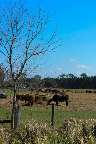 istock Field of Cows on a Sunny Day 2136129124