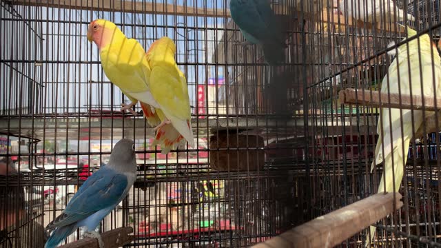 Beautiful colorful parrots are caged. A colorful pair of love birds. A pair of yellow and blue lovebirds.