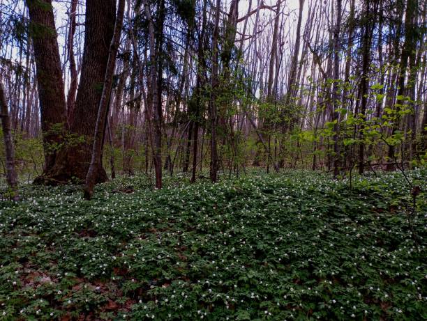 istock Spring white flowers covered everything around in the forest. Beautiful floral forest landscape. Rest and a walk in the forest in spring 2136138226