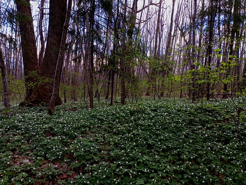 Spring white flowers covered everything around in the forest. Beautiful floral forest landscape. Rest and a walk in the forest in spring
