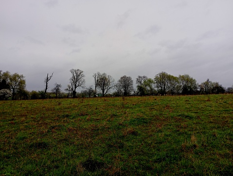 A beautiful landscape on a cloudy gloomy day in a spacious grassy field with green grass on the horizon of which a row of trees are planted against the background of a blue sky.