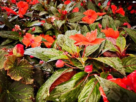 Red Flowers,Green Leaves