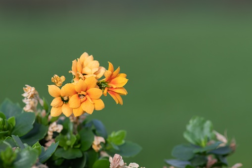 Close up of orange milkweed blooming flowers