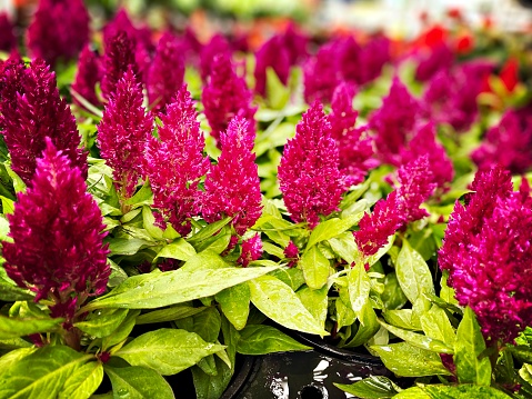 Celosia - Wood flowers