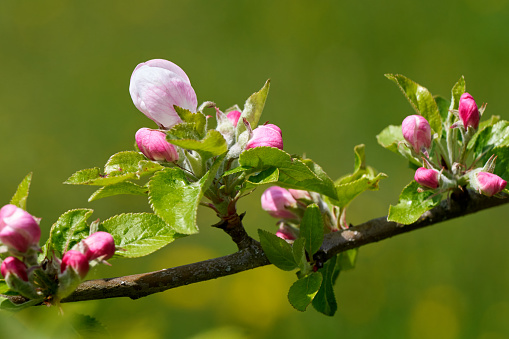 Pink buds with green leaves on the branch of an apple tree in spring - close-up