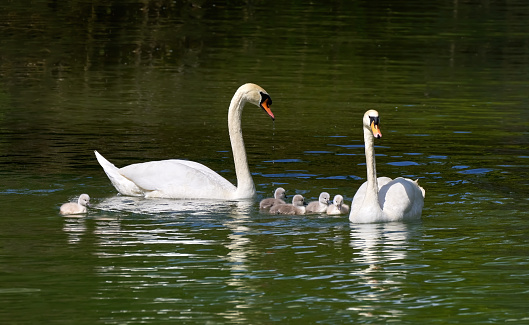 Swan family - Mute Swan (Cygnus olor) couple with five young swimming on the water of the Neckar in Germany