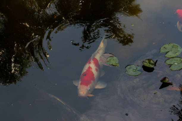 Stroll through Florida’s Sunken Botanical Garden to view the most beautiful pathways filled with gorgeous flowers, interesting plants, and curious animals.