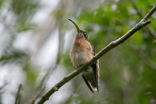 It measures 13 centimeters long and weighs 7 grams, with a 3 centimeter beak. It is robust, with a long and curved beak, with a light yellow mandible and a black jaw. Upperparts tan green; darkened post-ocular stripe and narrow white superciliary stripe; rusty lower parts, being more intense in the throat and upper chest. Brown rectrices with a wide black subterminal stripe and a white tip, the central ones being green and not elongated. The female is lighter ventrally and has a more curved bill than the male. Perched, or even hovering in flight, it can be seen insistently waving its tail back and forth, living up to its main popular name.