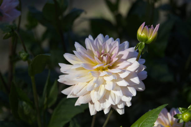 istock White dahlia flowers close up 2136167409