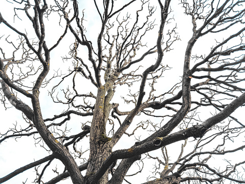 Bare tree branches similar in shape to a thunderstorm, branches against the sky, sadness and depression. High quality photo