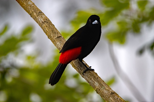 A scarlet rumped tanager, Ramphocelus passerinii, on a branch.