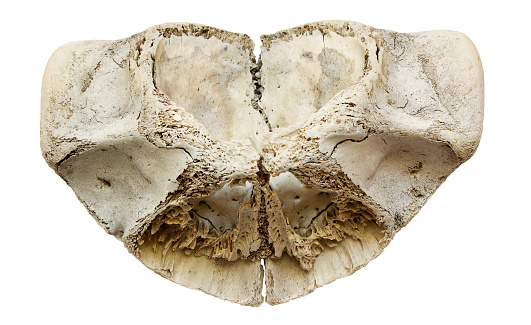 Ocean fish skull isolated on a white background