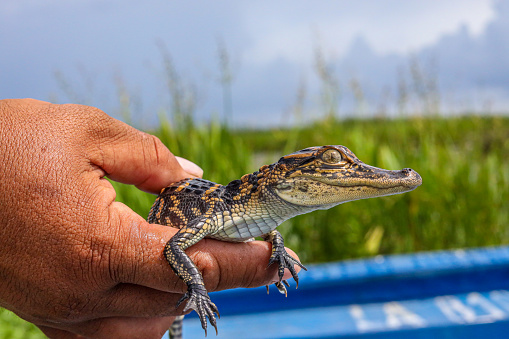 A Hand holding a Baby Alligator
