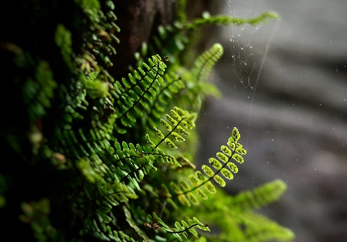 Botanical photo, a close-up of a fern and spider web on a rainy day, Great Britain