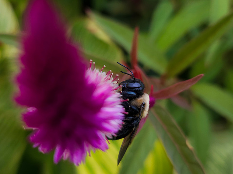 A bee resting on a flower