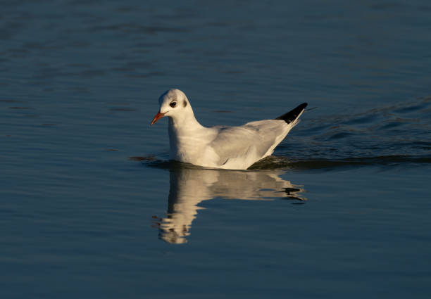 Black-headed Gull (Chroicocephalus ridibundus) in a pond at sunset