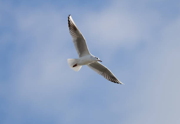 Black-headed Gull \n(Chroicocephalus ridibundus) in flight over blue sky with clouds