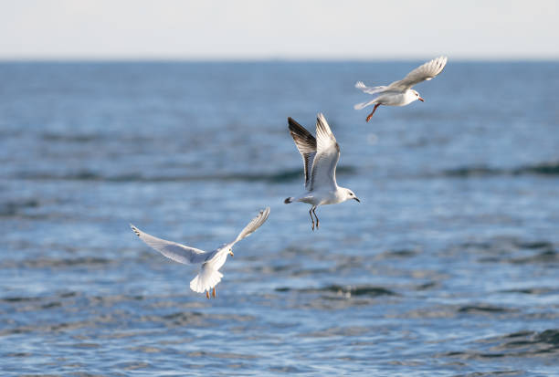 Seagulls in flight with the sea in the background