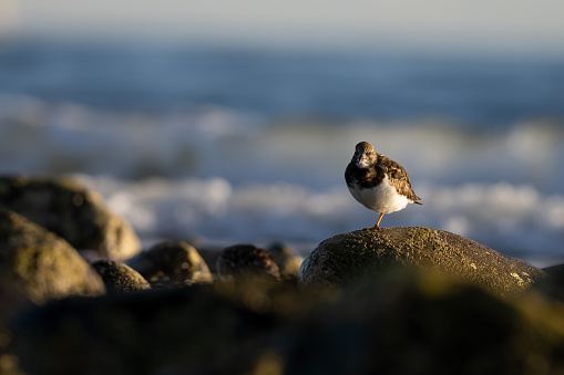 Turnstone (Arenaria interpres) in its environment