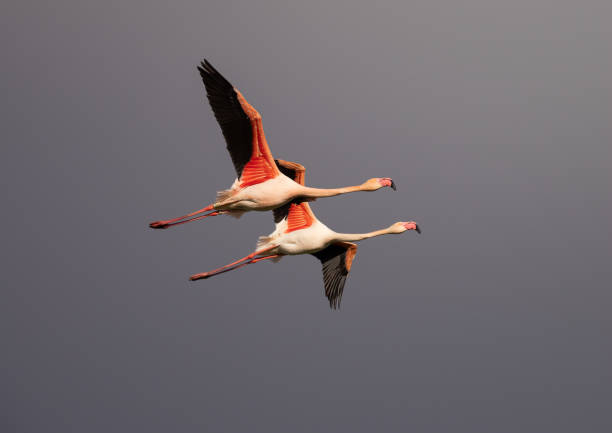 istock Two Greater Flamingos (Phoenicopterus roseus) in flight  over cloudy sky 2136234959