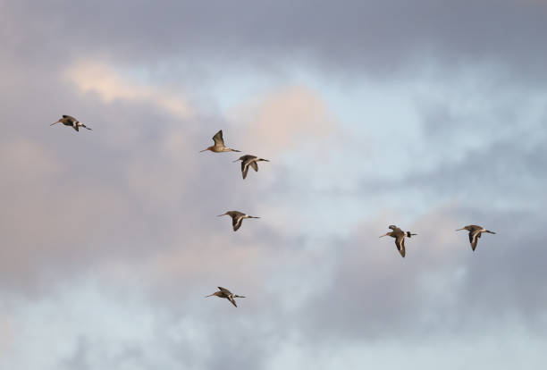 istock Flock of Black-tailed Godwits (Limosa limosa) in flight 2136234979