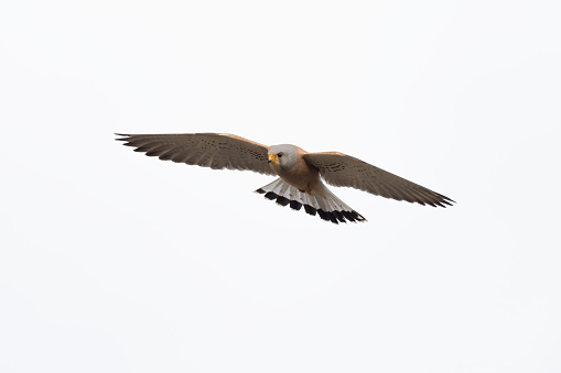Male Lesser Kestrel (Falco naumanni) in flight