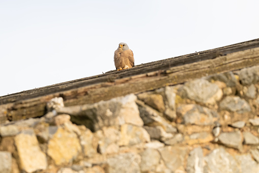 Male lesser kestrel on a roof (Falco naumanni)