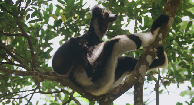 Lemur with young in tree, Madagascar.