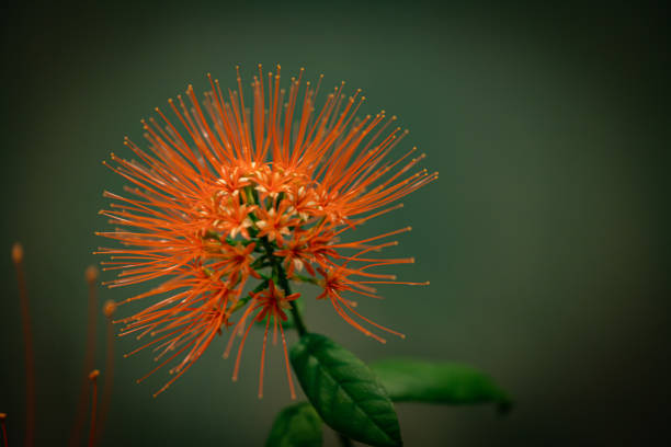 istock Beautiful orange flower with dark green leaf 2136272799
