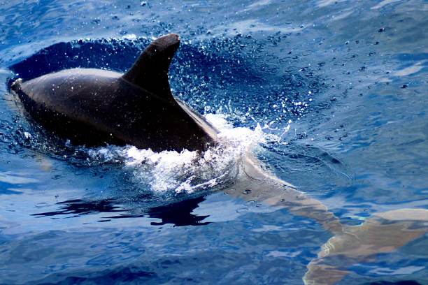 istock dolphin in the water 2136280540