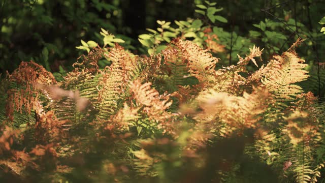 A tangle of withered and green ferns, lit by the low sun, in the forest undergrowth. Parallax video.