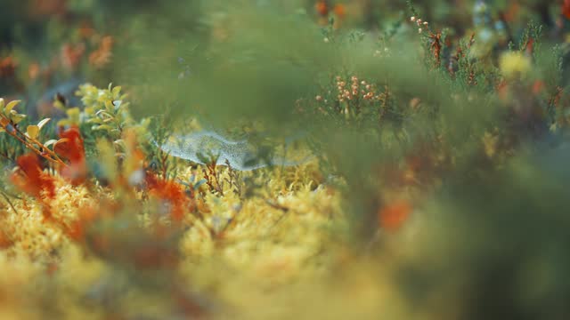 Colorful shrubs and plants cover the ground in the autumn tundra. Parallax video, bokeh background.
