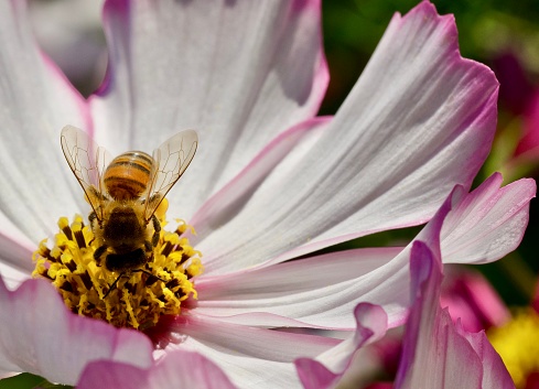 Horizontal extreme closeup photo of a striped honey bee collecting pollen and nectar in the centre of a white pink edged Cosmos flower growing in an organic garden.