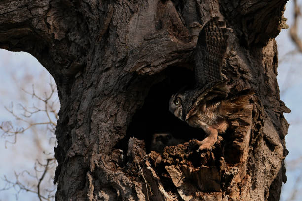 istock Great Horned Owl protecting its nest 2136329712