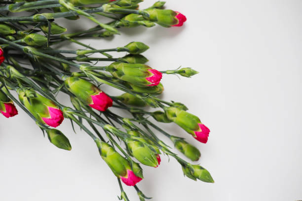 small bouquet of pink carnations