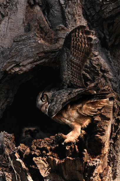 istock Great Horned Owl protecting its nest 2136332319