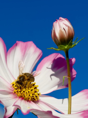 Vertical extreme closeup photo of a honey bee collecting pollen and nectar in the centre of a white pink edged Cosmos flower growing in an organic garden.
