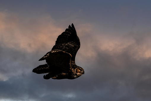 Great Horned owl in flight through the forest with its wings spread