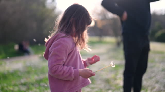 Preschool girl blowing on dandelion.