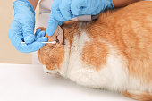 veterinary clinic concept. veterinarian with gloves cleans the cat's ears with a q-tip.