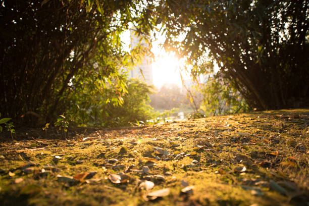 The sunlight filtered through the forest and shone on the fallen leaves on the ground.