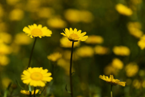 wildflowers