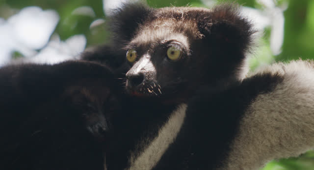 MCU Lemur rests with youngster in tree, Madagascar.