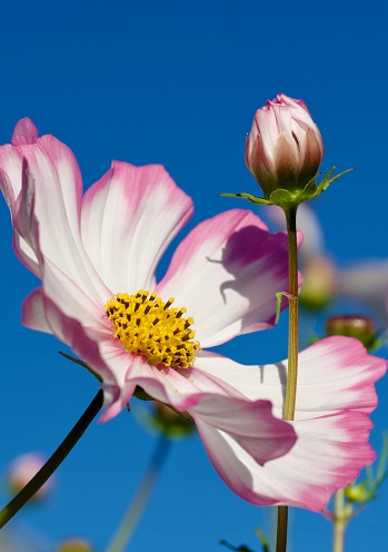 Vertical extreme closeup photo of beautiful Cosmos flowers growing in an organic garden on a sunny day.