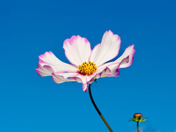 Horizontal extreme closeup photo of a vibrant Cosmos flower and tiny flower bud growing in an organic garden on a sunny day.
