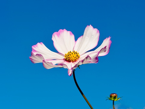 Horizontal extreme closeup photo of a vibrant Cosmos flower and tiny flower bud growing in an organic garden on a sunny day.