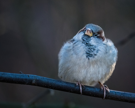 A small bird is sitting on a tree branch in the winter afternoon, looking up. The house sparrow (Passer domesticus) is a bird of the sparrow family Passeridae, found in most parts of the world.
